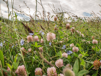 Field of wild flowers