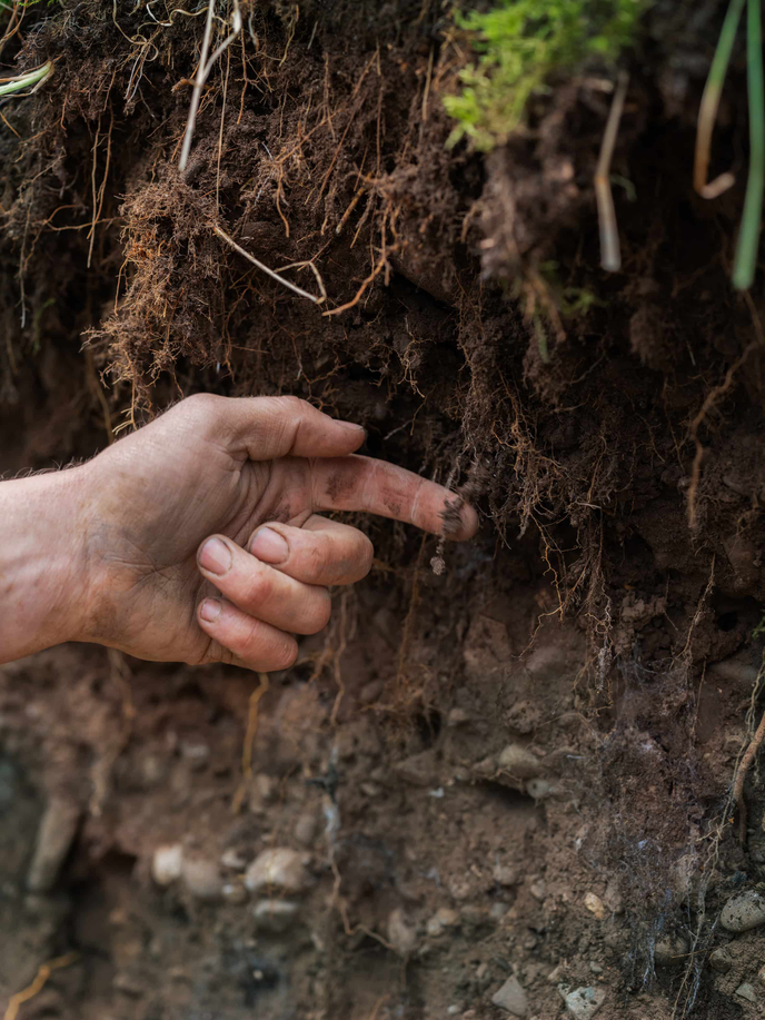 Photo of life growing in soil.