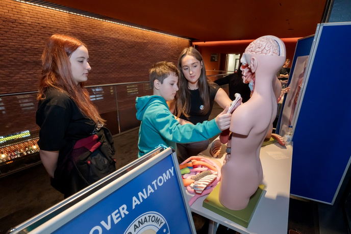 Child looking at anatomy models