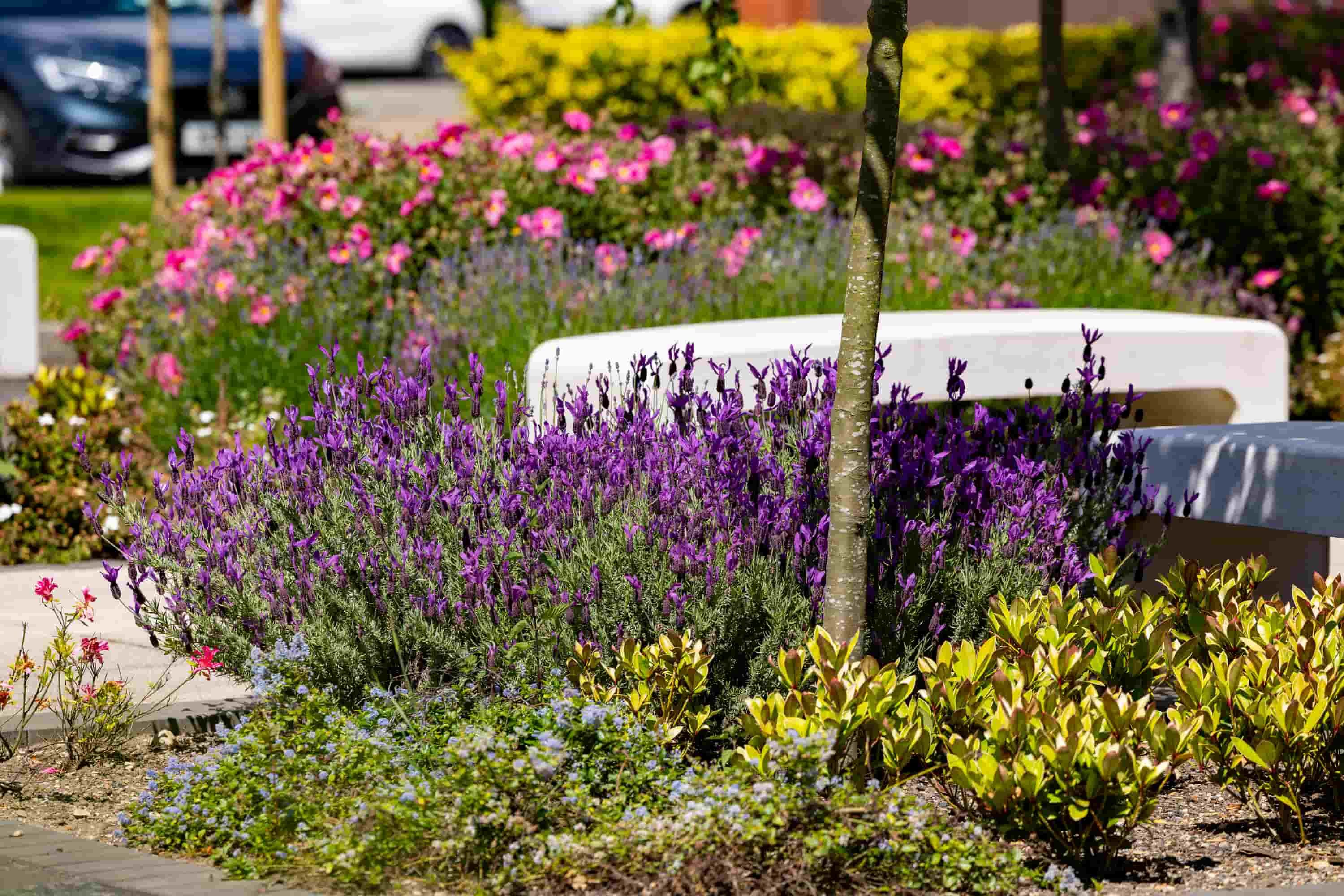 Colourful flowers on campus