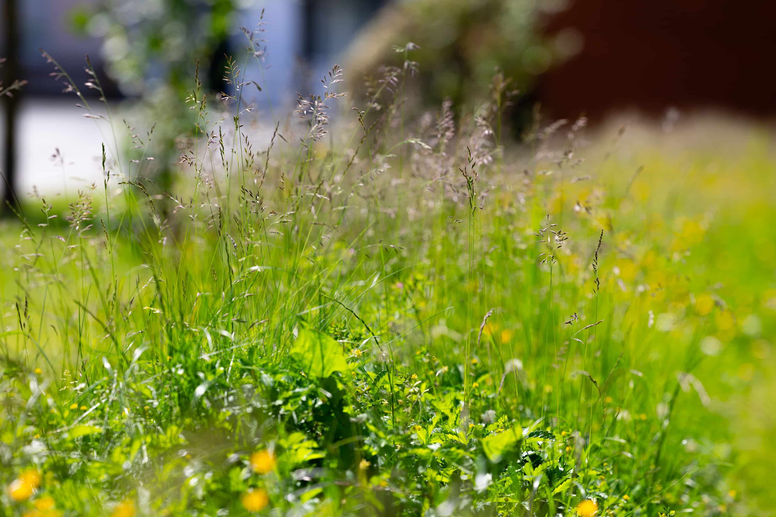 A close up image of wild grass and flowers