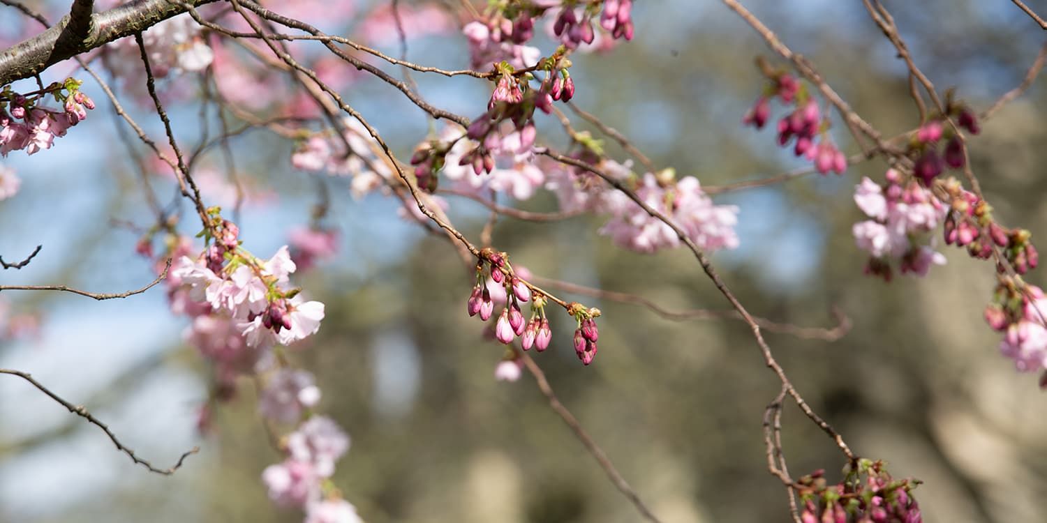 Cherry blossom on tree