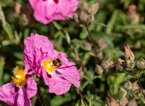 A bee sitting on a pink flower