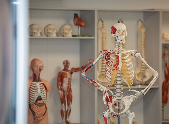 Models of skeletons and skulls