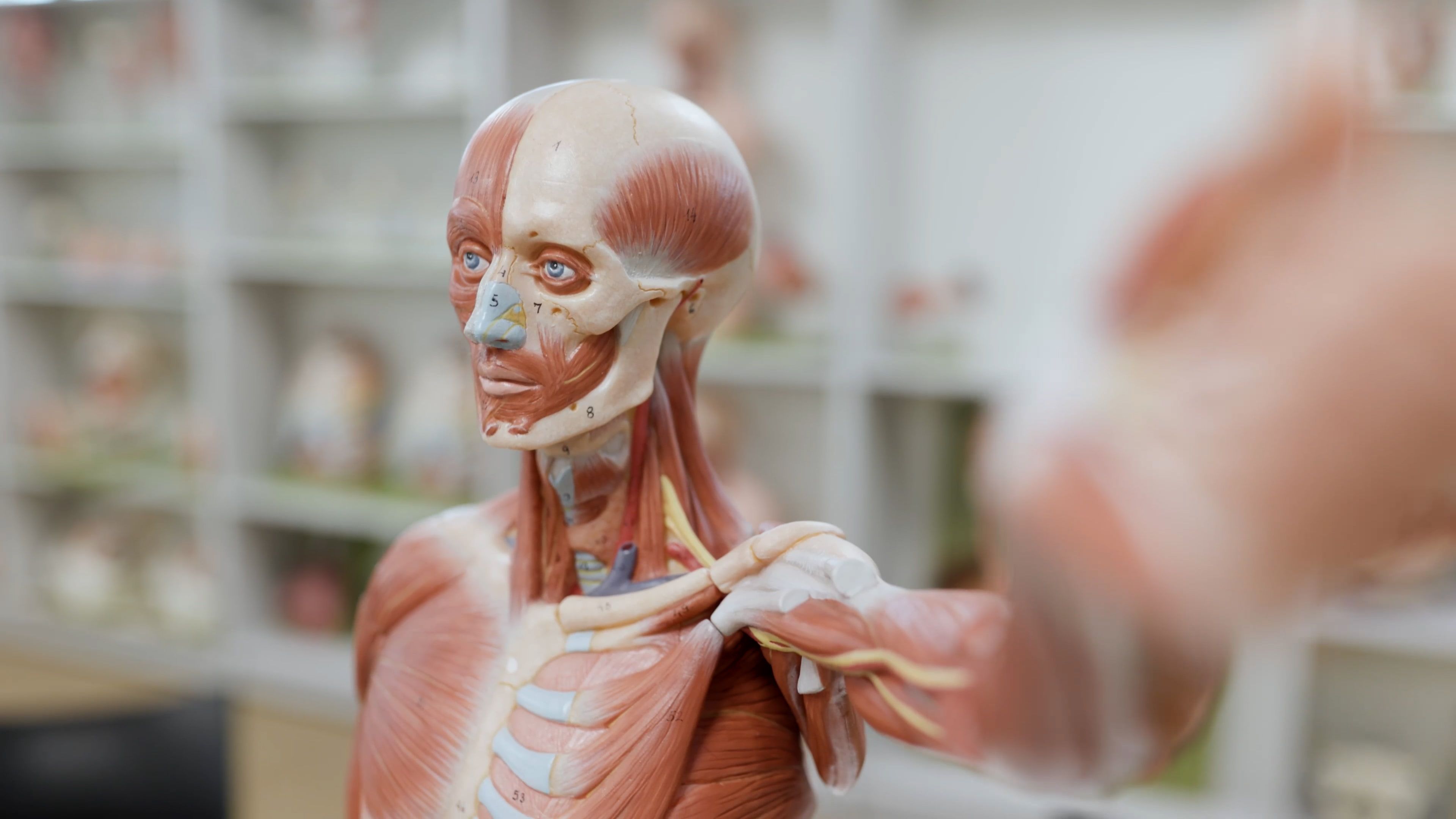 anatomical model showing the skeleton of the face and upper body in the anatomy lab