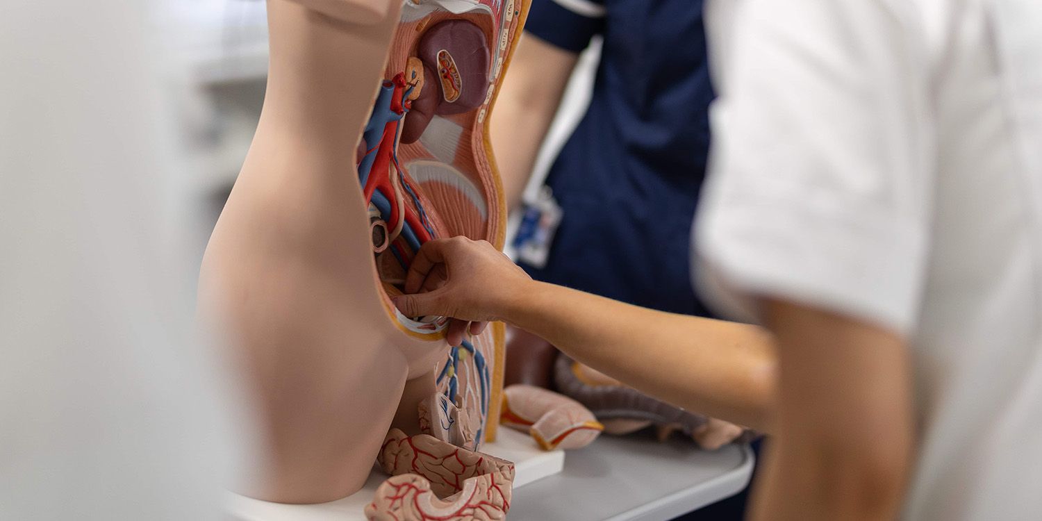 A student nurse constructing an anatomical model