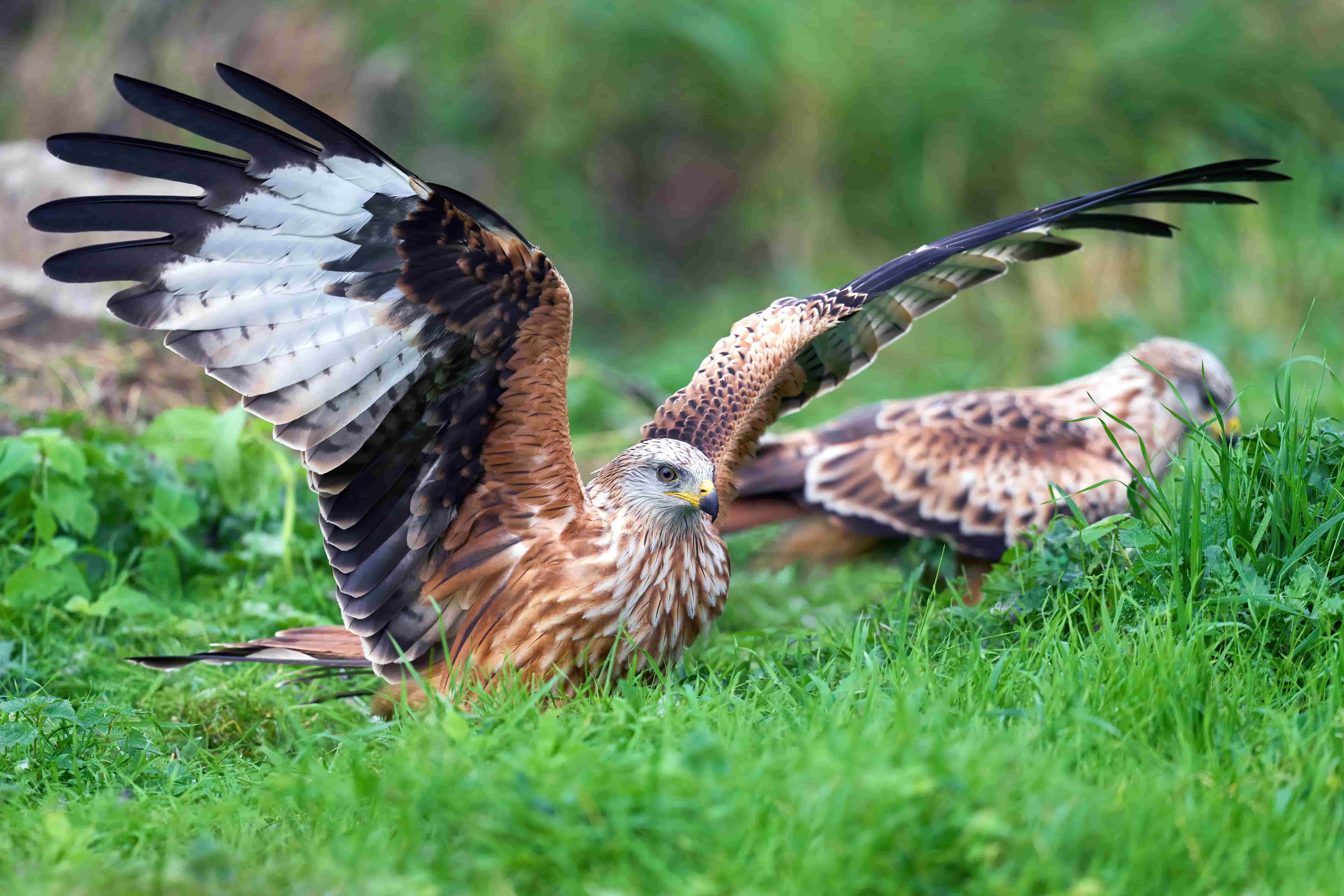 Two red kite birds sitting on the grass with one extending its wings