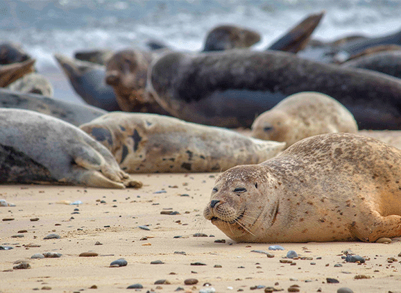 a colony of seals laid on a sandy beach
