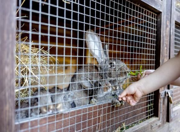 a hand feeding rabbits in a cage on a farm