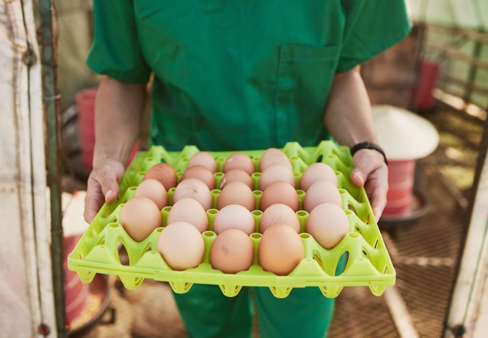 vet carrying a tray of chicken eggs