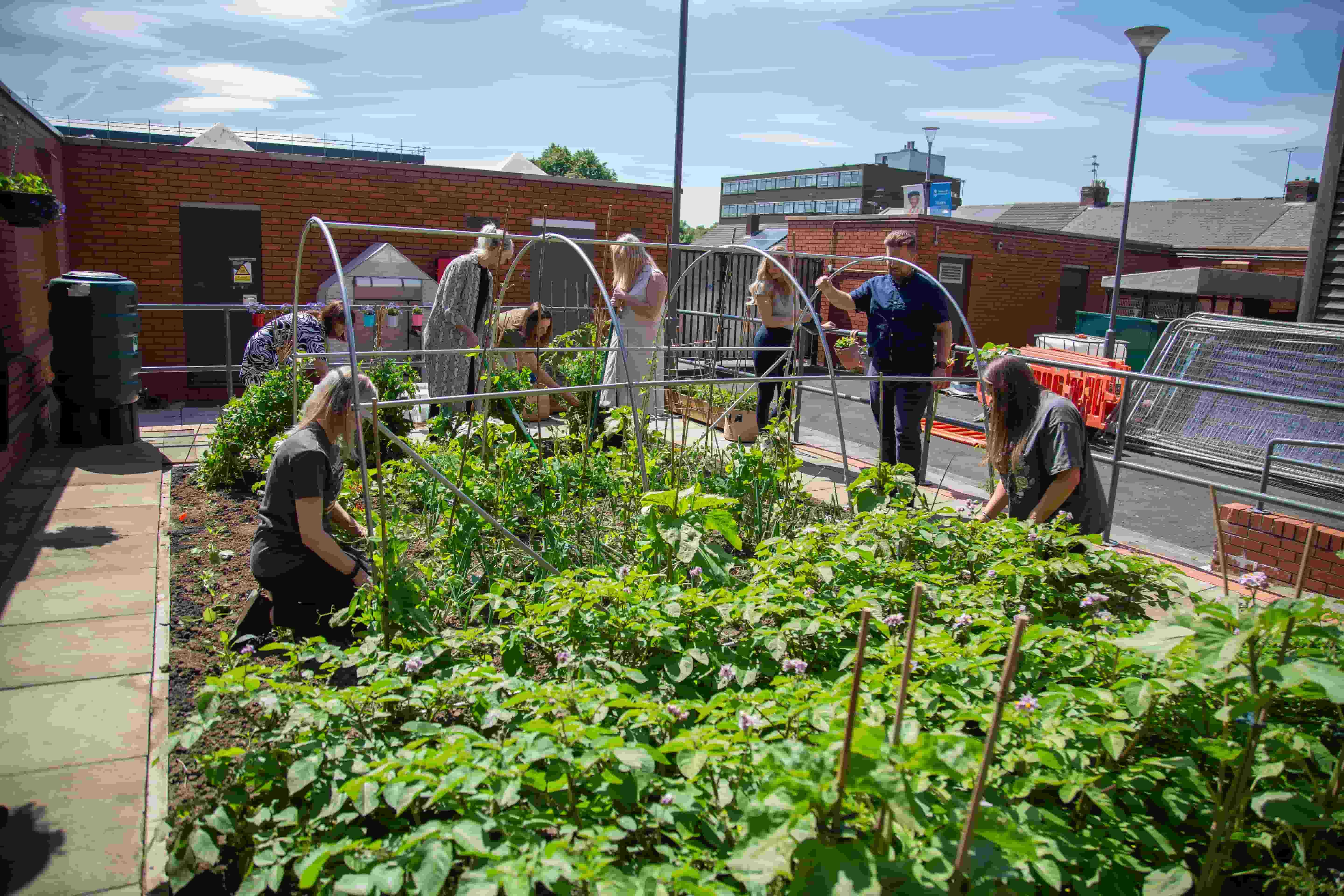 occupational therapy students tending to the plants in the garden